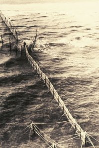 Salmon fishing at St Cyrus beach