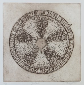 Diatom actinoptychus