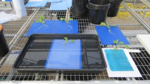 floating-roots-onto-paper