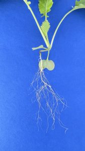 Turnips grown from seed in hydroponics.