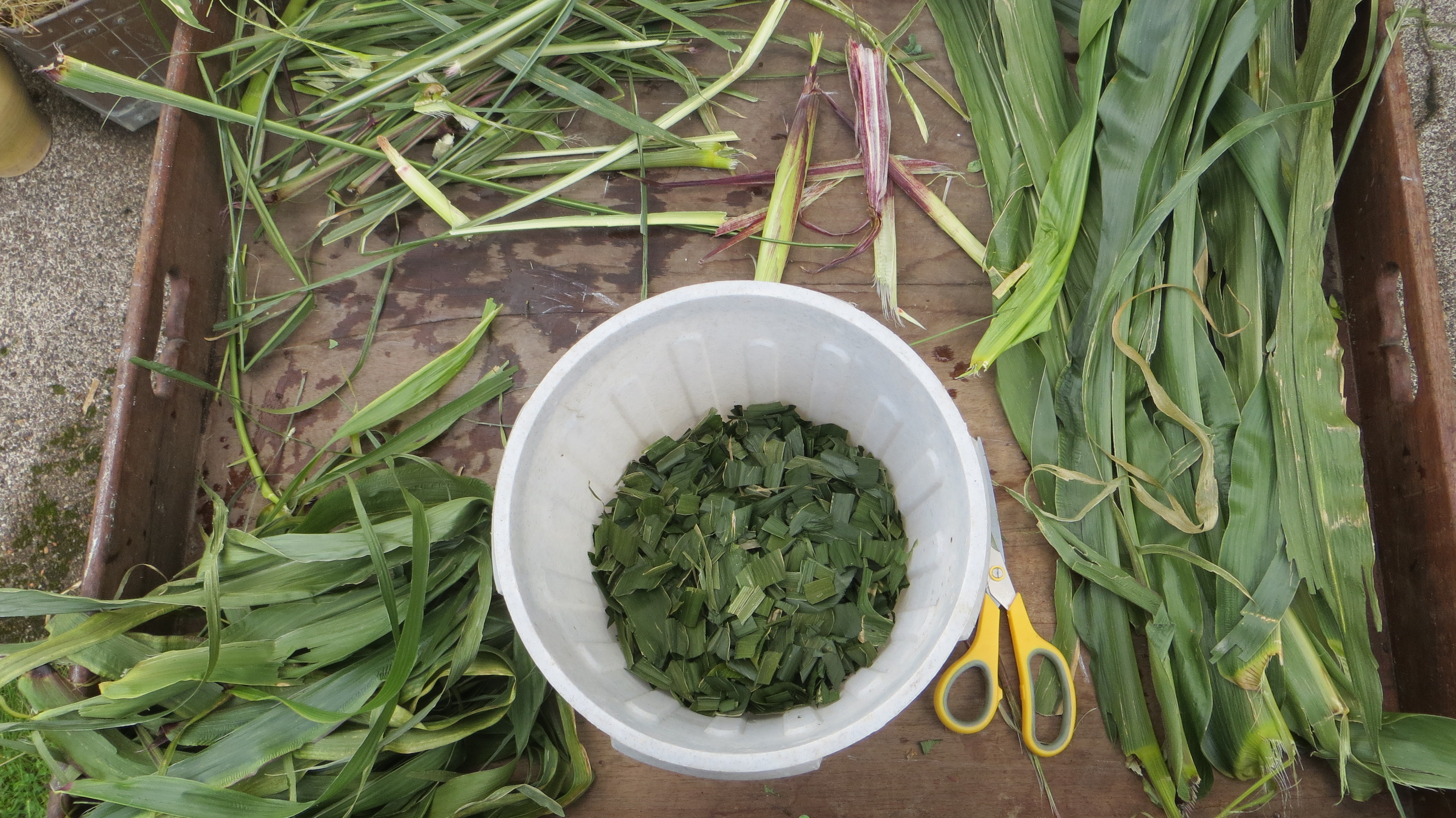 maize-being-prepared-for-boiling